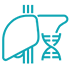 Hepatologists